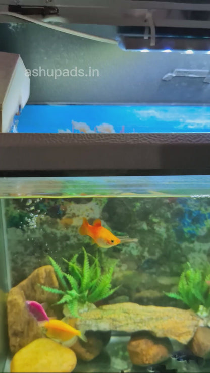 Instant Cleaner – Glass Cleaner Solution (50ml Bottle) for Aquarium, Home & Office | Crystal Clear, Streak-Free Shine